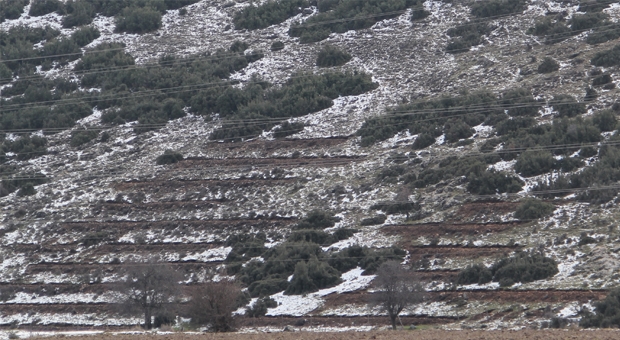 Isparta’ya Plaket Ormanı Kuruluyor.