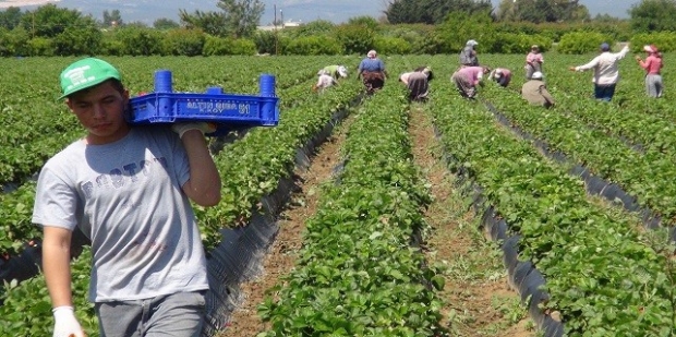 Tarım İstihdamında Batı Akdeniz Dördüncü Sırada