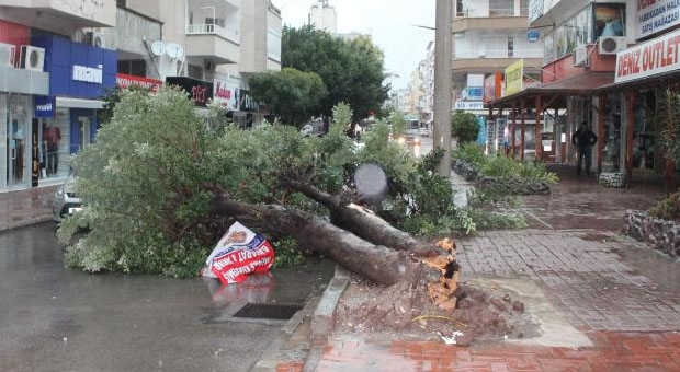 FIRTINA, CADDE ÜZERİNDEKİ AĞACI KÖKÜNDEN SÖKTÜ