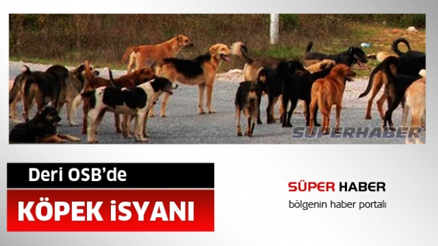 Isparta deri OSB'de köpek isyanı