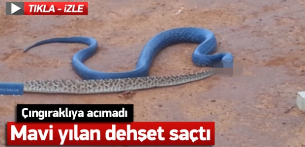 Mavi yılan dehşet saçtı