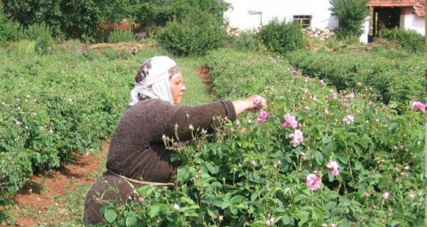 GÜL ÜRETİCİSİNE 16 TL DESTEK