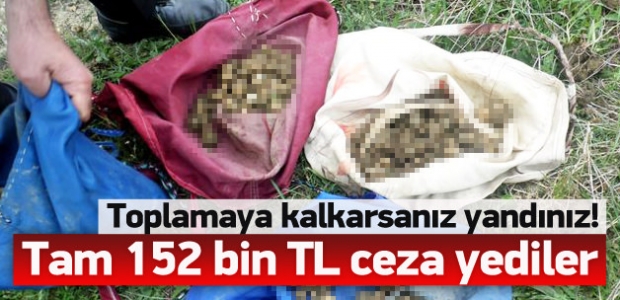 O tohumu topladılar, tam 152 bin TL ceza yediler