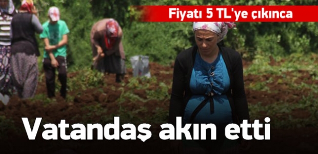 Fiyatı 5 liraya çıkınca vatandaş akın etti