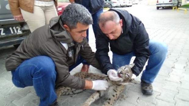 Isparta'da Ağaca Bağlı Ölü Vaşak Bulundu