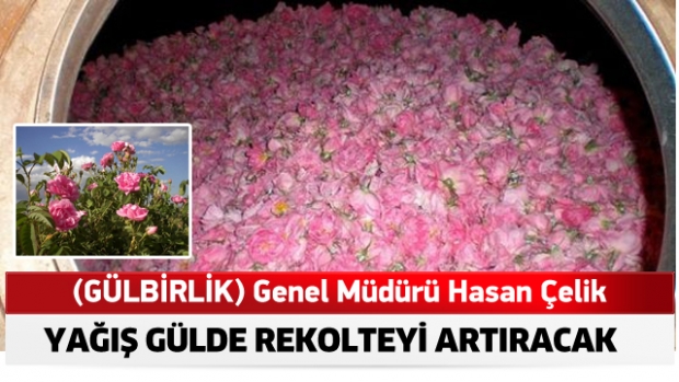 YAĞIŞ GÜLDE REKOLTEYİ ARTIRACAK