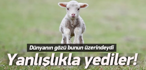 Şeffaf kuzuyu ''yanlışlıkla'' yediler!