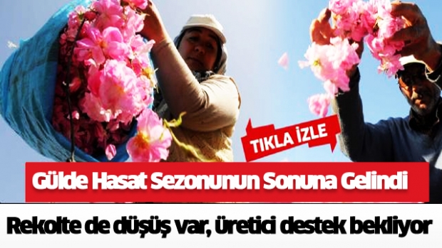 Gülde Hasat Sezonunun Sonuna Gelindi