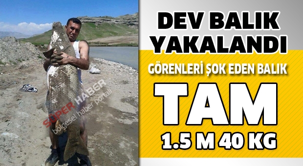 DEV BALIK ISPARTA'DA YAKALANDI TAM 40 KG