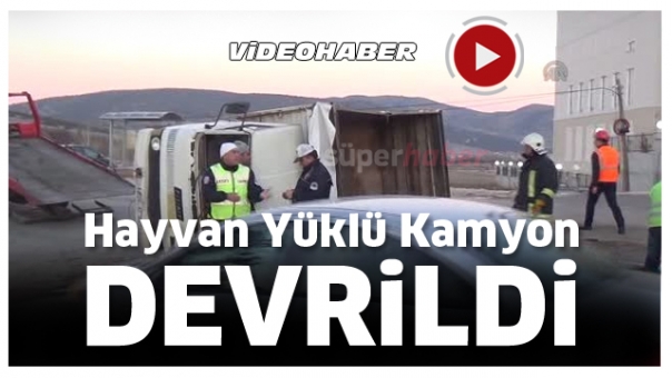 Isparta'da Trafik Kazası Hayvan Yüklü Kamyon Devrildi