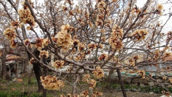 Isparta'da Bulunan Çiftçiler Dona Karşı Alınacak  Tedbirler Açklandı