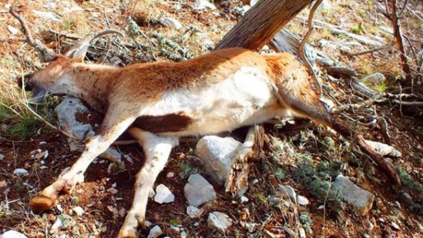 Kaçak Avcı Vahşeti