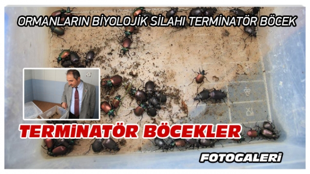 ORMANLARIN BİYOLOJİK SİLAHI TERMİNATÖR BÖCEK