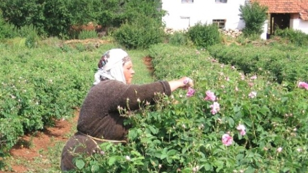 Isparta Gülü'nde  8 Bin Ton Rekolte Beklentisi