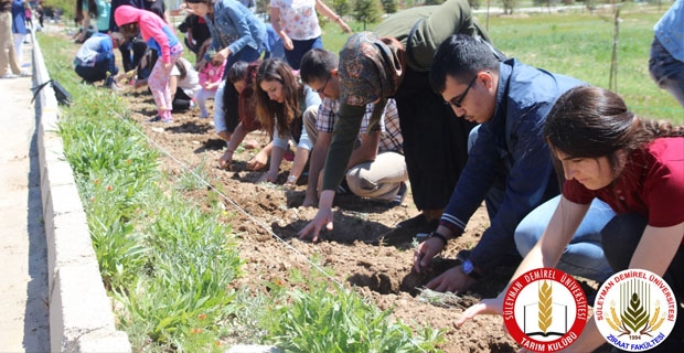 ISPARTA ZİRAAT FAKÜLTESİ’NİN BAHÇESİNE LAVANTA