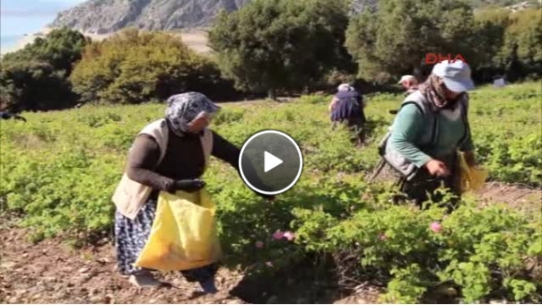 Burdur'da Gül Hasadı Başladı