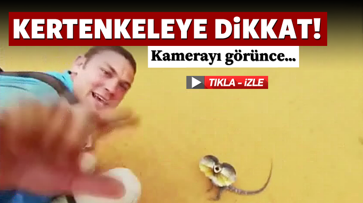 Kertenkeleye Dikkat! Kamerayı Görünce...