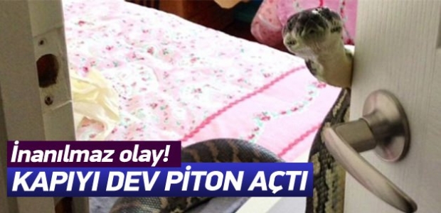 İnanılır gibi değil! Kapıyı dev piton açtı