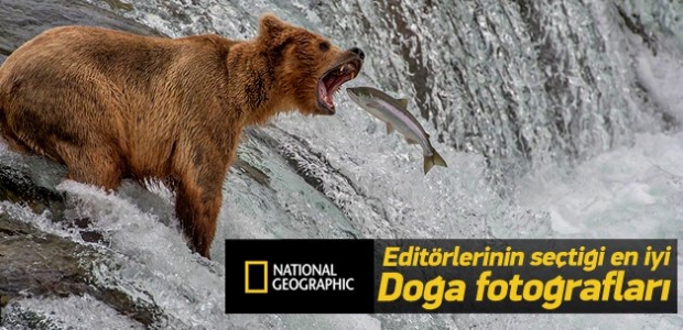 National Geographic'ten en iyi doğa fotoğrafları