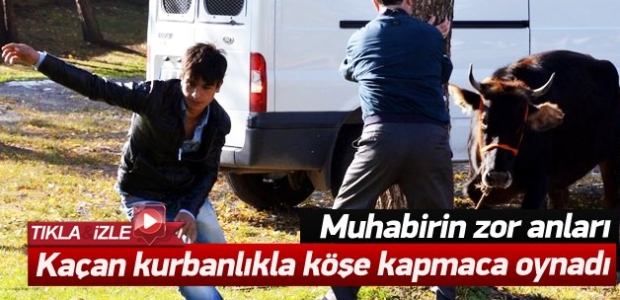 Muhabirle köşe kapmaca oynayan kurbanlık 