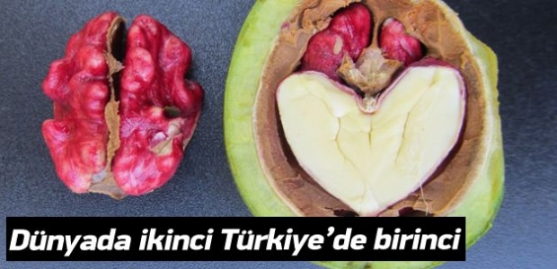 Artık 'kırmızı cevizimiz' var! Hem de doğal