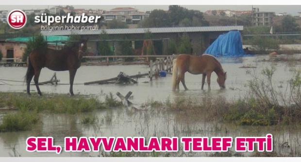 SEL, HAYVANLARI TELEF ETTİ