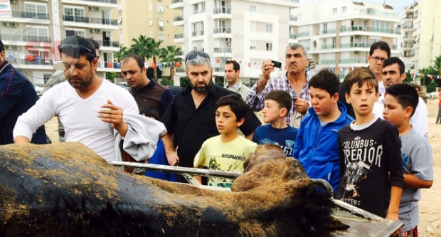 CİRİT SAHASINDA ÖLEN AT ÇOCUKLARI AĞLATTI