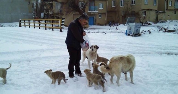 KÖPEKLER FIRINCIYI BEKLİYOR