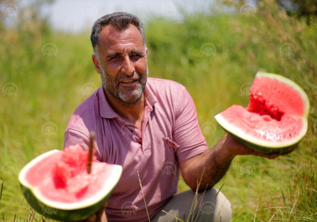 Adana karpuzunda hasat sevinci