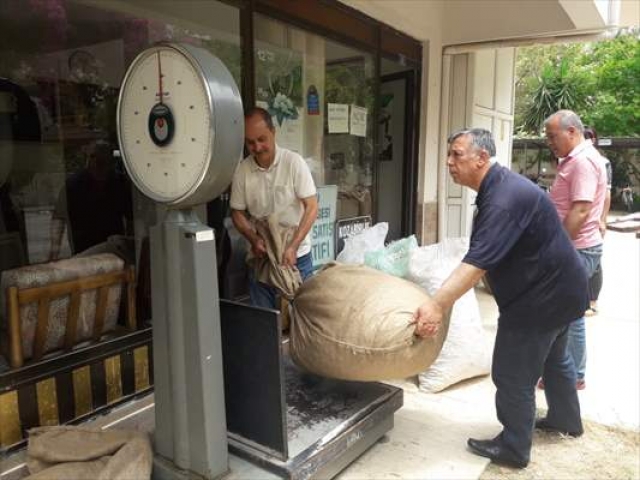 Alanya'da yaş koza alımına başlandı