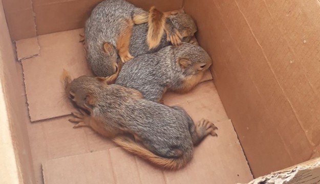 Anneleri ölen sincap yavrularına Bakanlık sahip çıktı 