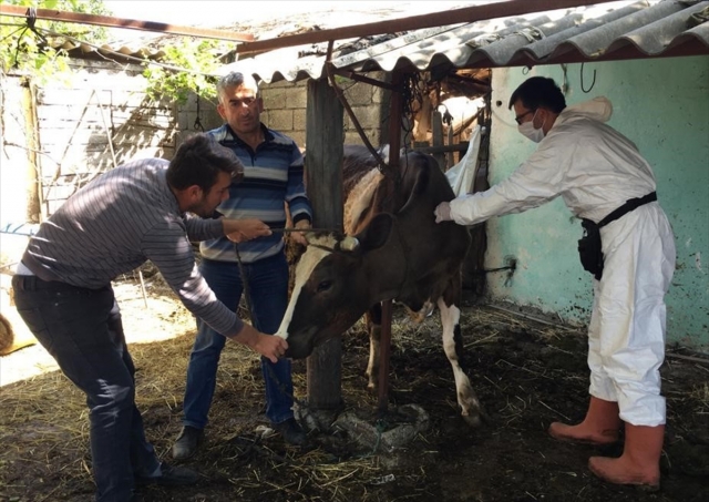 Antalya'da hayvan aşılama ve küpeleme çalışmasına ara verilmedi