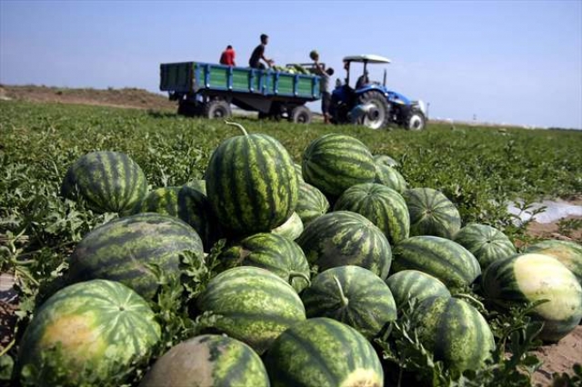 Antalya'da karpuz üretiminde artış