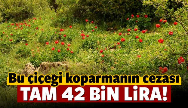 BU ÇİÇEĞİ KOPARMANIN CEZASI 42 BİN LİRA!