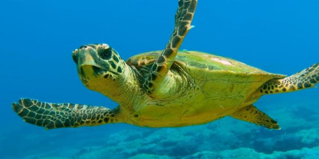 Caretta caretta yuvalarının yok edildiği iddiası 