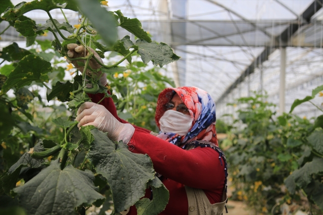 Çiftçilerin üretim mesaisine ramazan düzenlemesi