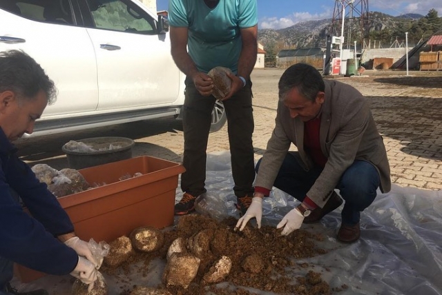 EĞİRDİR KOŞULLARINDA ‘KUZU GÖBEĞİ’ MANTARI DENEMESİ BAŞLADI