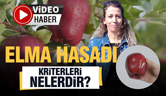 Eğirdir'de Elma Hasadı: Hasat Zamanı ve Kriterleri