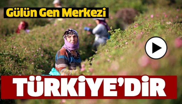 Gülün Gen Merkezi Türkiye'dir