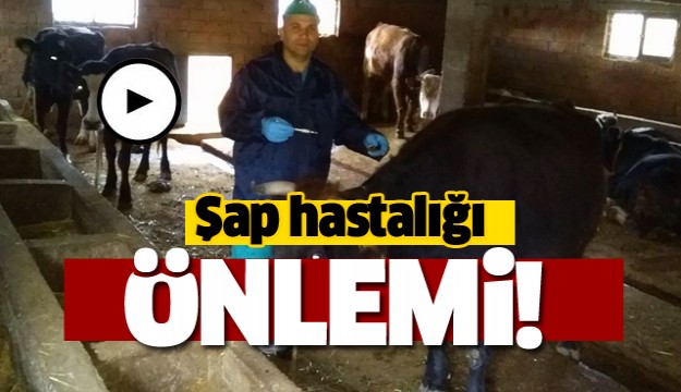  Isparta Eğirdir'de şap hastalığı önlemi 