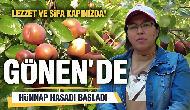 ​
Isparta Gönen'de Hünnap Hasadı Başladı: Lezzet ve Şifa Kapınızda!