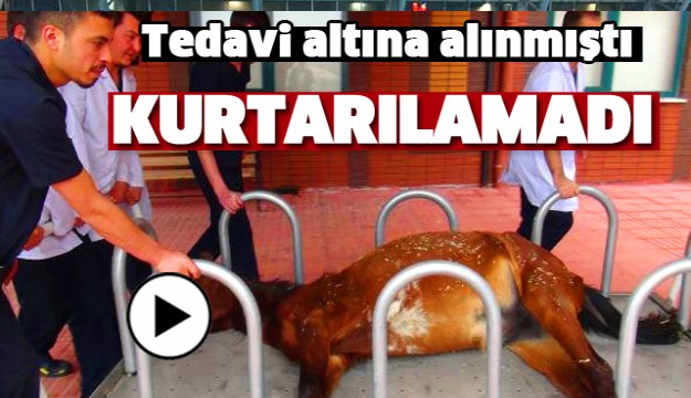 Isparta'da Ağaca Bağlı Bulunan At, Kurtarılamadı