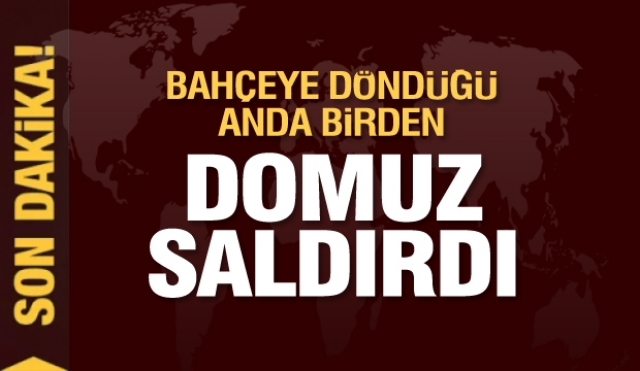 Isparta'da domuzun saldırısına uğradı