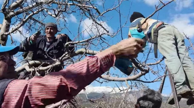 Isparta'da, elma budama sezonu başladı