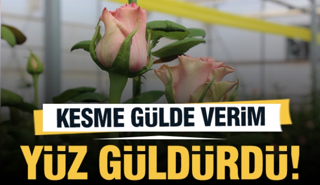 Isparta'da Kesme Gülde Verim ve Kalite Yüz Güldürüyor