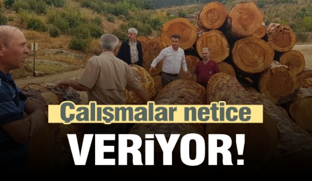 Isparta'da meşcere çalışmaları netice vermeye başladı