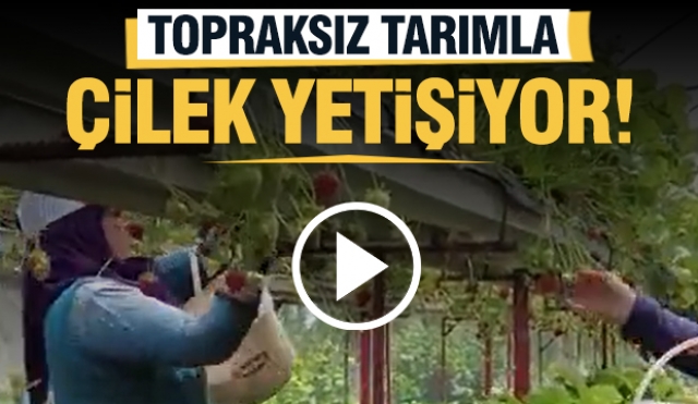 Isparta'da Topraksız Tarımla Çilek Üretimi