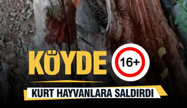 Isparta'nın Bir Köyünde Kurt Saldırısı: Hayvanlar Telef Oldu!