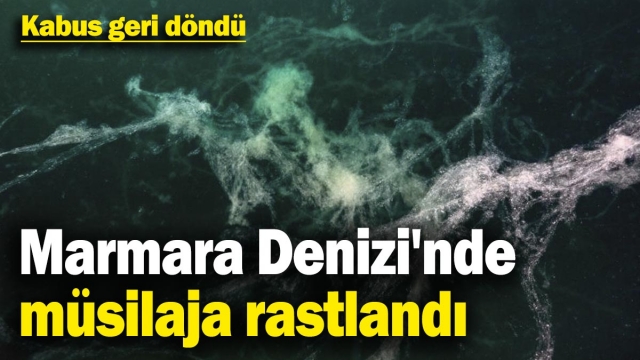 Kabus Geri Döndü: Marmara Denizi'nde Müsilaj Tehlikesi Yeniden Başladı