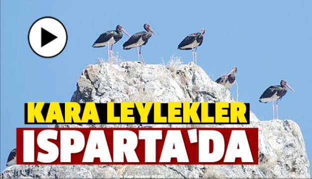 KARA LEYLEKLER ISPARTA'DA GÖRÜNTÜLENDİ